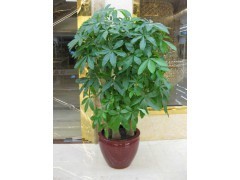 天河區蘿崗區租花買花 | 廣州植物租賃，您的辦公綠化專家