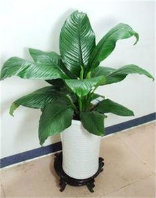 深圳南山園林綠化工程景觀設計 春季室內植物租賃與養護指南